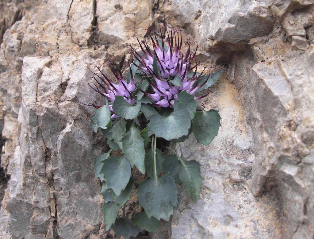 Physoplexis comosa (Campanulaceae)